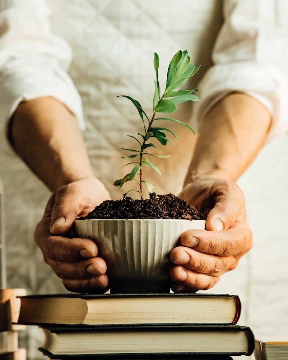 reforestation image