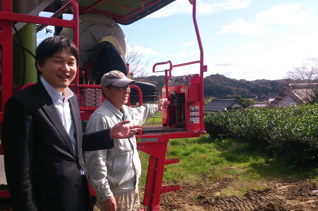 farming green tea leaves for matcha
