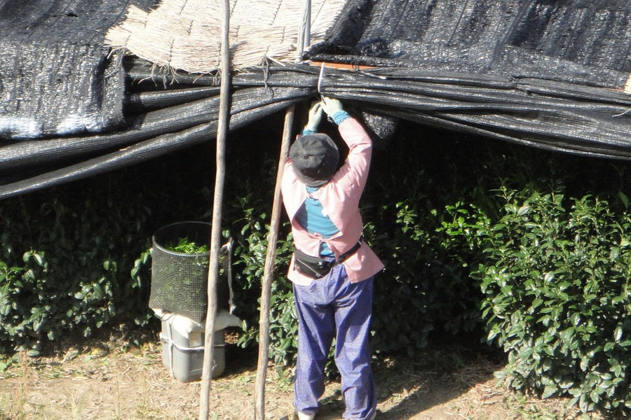 farmer putting cover over matcha green tea leaves to shade them for two weeks