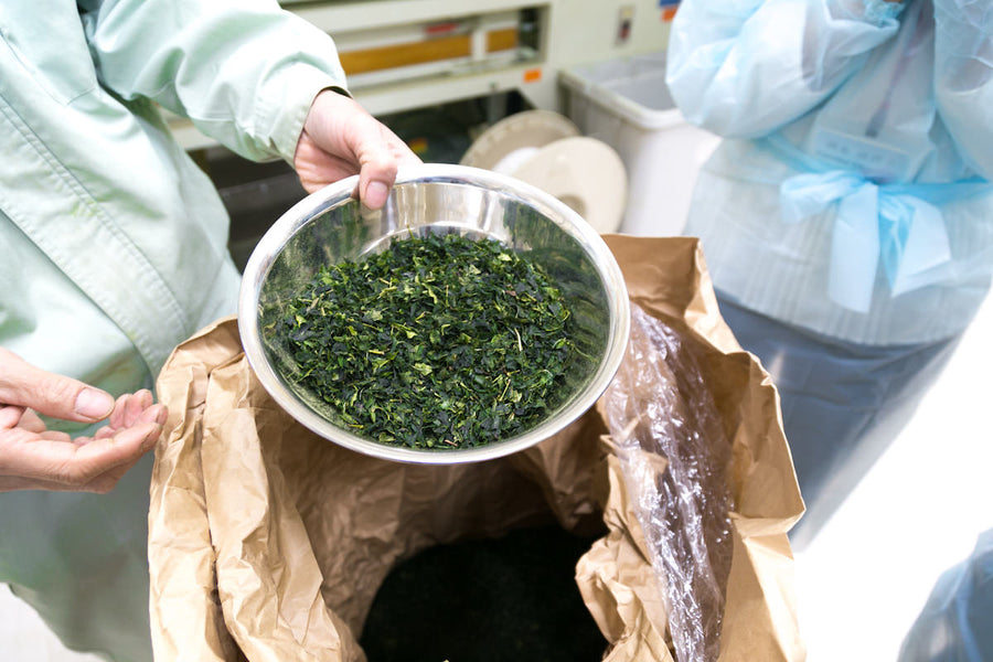 tencha green tea leaves steamed & dried. best leaves are being picked to make ceremonial grade matcha tea.